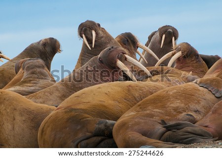 Group of large walrus on the beach in Lagoya, Svalbard, Norway. Royalty-Free Stock Photo #275244626