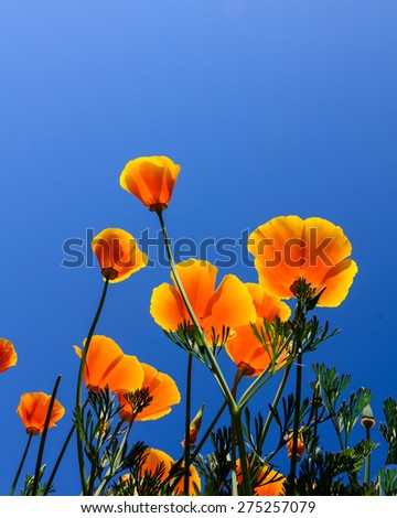 The golden California poppy with blue clear sky in background. This is the state flower of California, US.