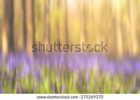 abstract forest with bluebells in april 
