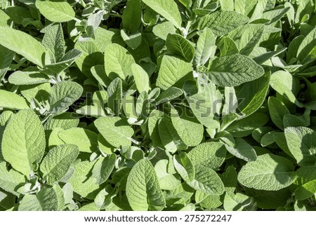 Sage plant , aroma and color, sage leaves in spring picture from above, natural light