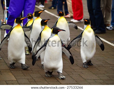 king penguin in zoo