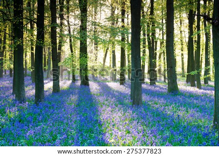 Purple bluebell woods in early morning sunrise Royalty-Free Stock Photo #275377823
