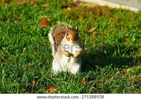 Gray squirrel standing in park