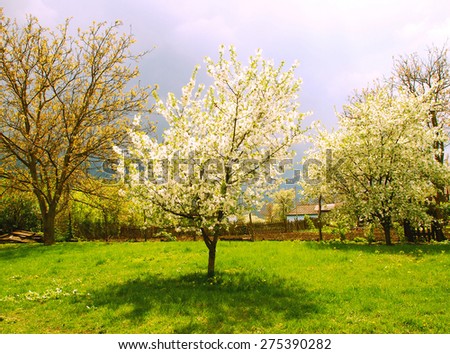 Rural spring landscape in Ukraine, around trees, fence, house