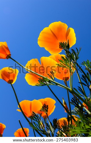 The golden California poppy with blue clear sky in background. This is the state flower of California, US.