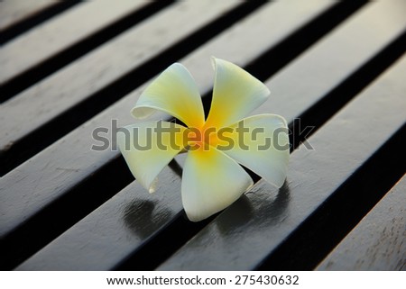 White plumeria flower on Wood Pattern (background, spa, wood)