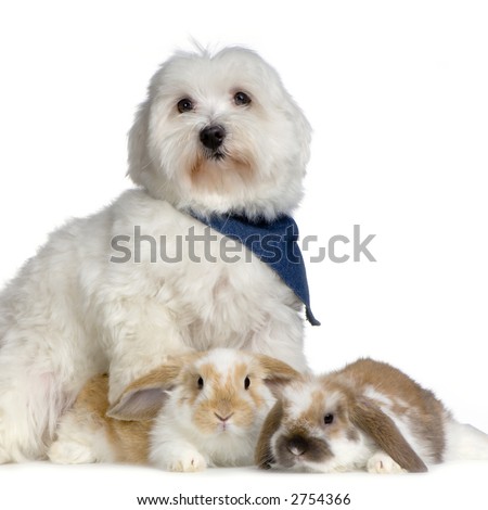Dog and two lop rabbits