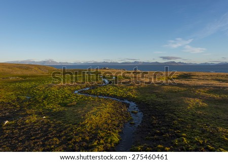 Plant cover and  stream on a Spitsbergen island.