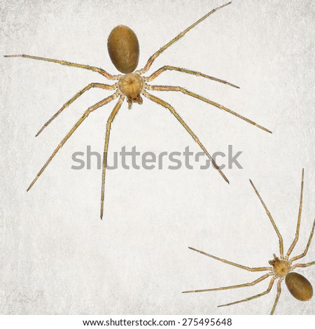 Textured old paper background with spider. Close up