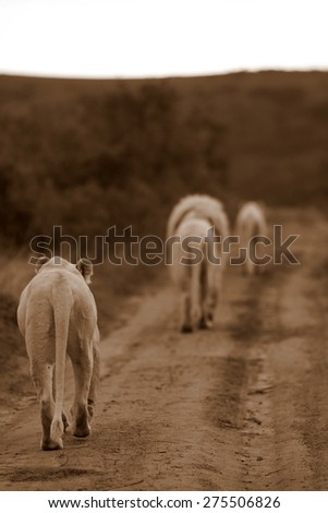 Three white lions walk towards a game drive vehicle while on Safari at Pumba Private Game reserve.