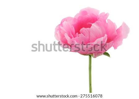 One pink peony.One pink peony isolated on white background.