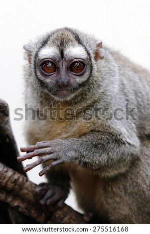 Gray-bellied night monkey