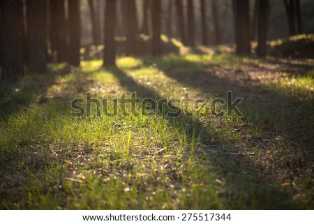 Spring evening in the forest. Shallow depth of field