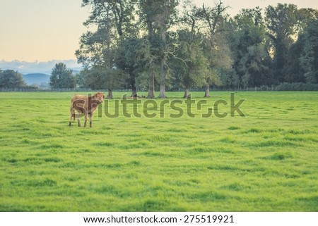 Picture of a cute cow in a grass field.