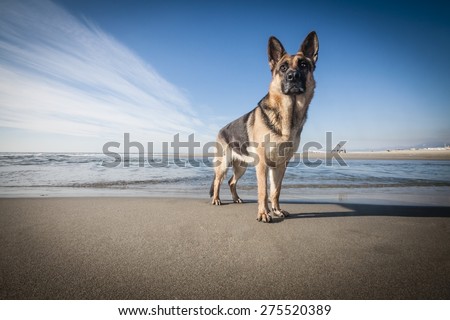 Picture of a German Shepherd standing in front of the sea.