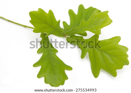 young green oak leaves on a branch on a white background