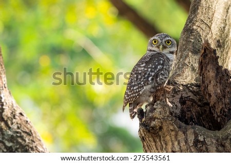 Little Owl is glaring, It is located on a hollow tree.