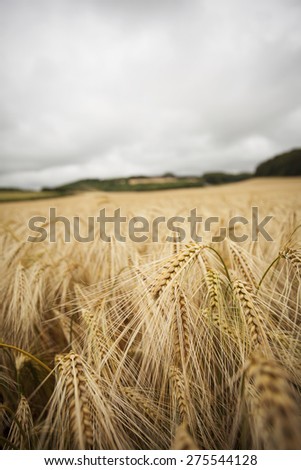 Field of wheat with grey sky background