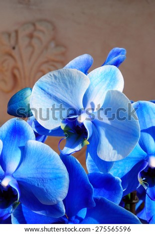 Blue orchid on a ceramic vase background        