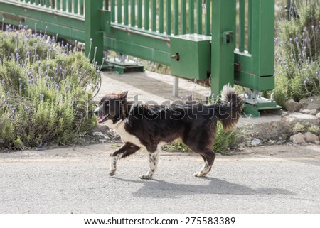 Cute young dog walking on road