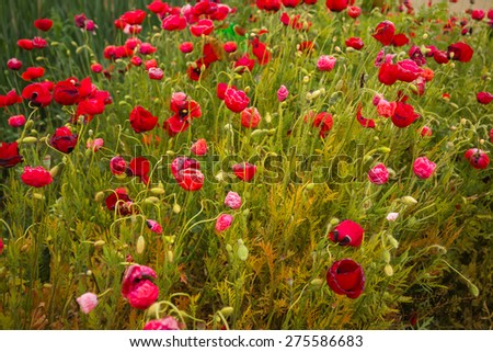 Image of scenic poppy field, Northern Greece