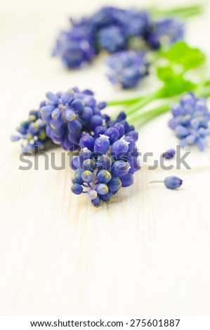Muscari on wooden table close-up