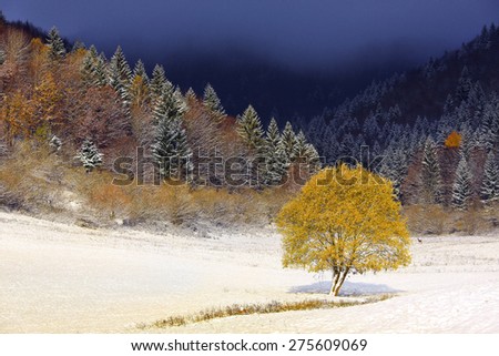 Tree in snow land.