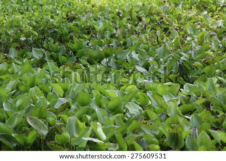 Water Hyacinth (Eichhornia crassipes) in lake