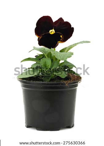 Dark brawn pansies (violets) in plastic pot on a white background