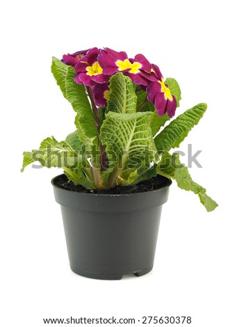 Primula flowers in plastic pot on a white background  