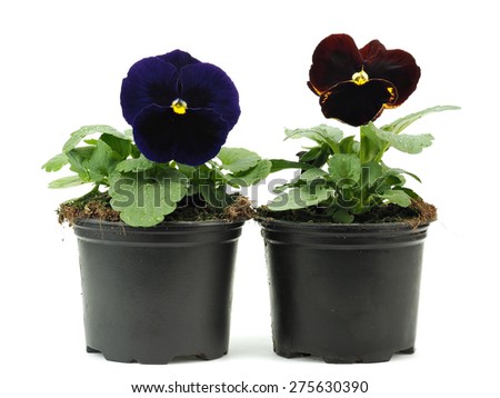 Dark brawn and dark blue pansies (violets) in plastic pots on a white background