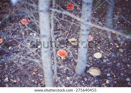 Closeup picture of amanita poisonous with red cap in wild forest in Latvia. Inedible mushroom growing in nature. Botanical photography. 

