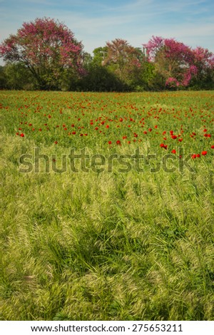 Image of picturesque poppy field, Northern Greece