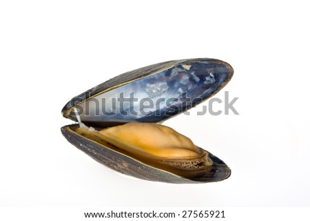 single blue mussel isolated on white background Royalty-Free Stock Photo #27565921