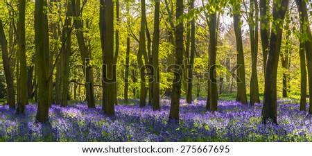 The sun illuminates a carpet of blue and purple bluebells deep in woodland in Oxfordshire
