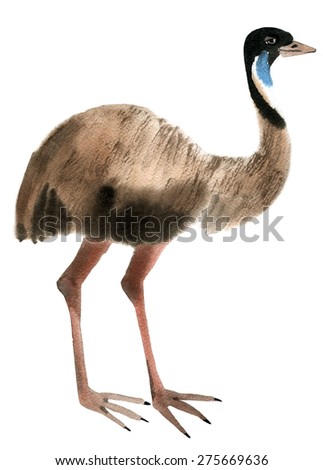 Watercolor illustration of a bird ostrich EMU