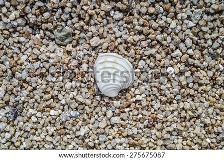 A small wedge shaped sea shell lies on a texture of large sand grains.