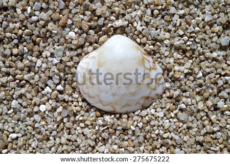A colorful sea shell lies on a texture of large sand grains.