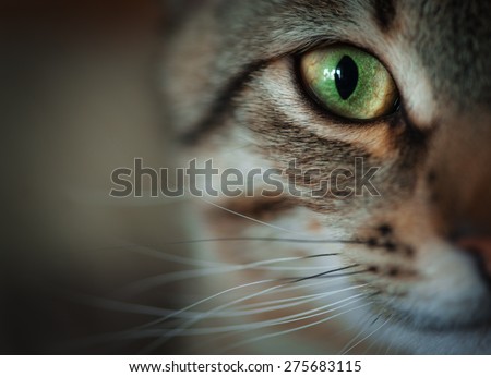 Closeup of tabby cat face. Fauna background Royalty-Free Stock Photo #275683115