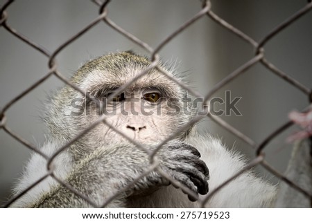 The concept of pleading eyes of animals confined in cages, Israel picture, the monkey was locked.
