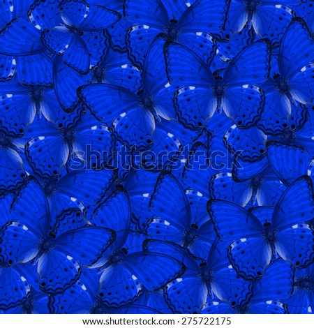 Butterfly, beautiful abstract background texture made from upper wing profile of blue butterfly
