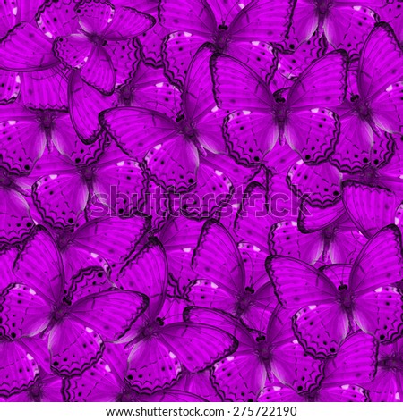Butterfly, beautiful abstract background texture made from upper wing profile of purple butterfly