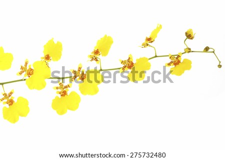 Oncidium (Dancing Lady) Orchid