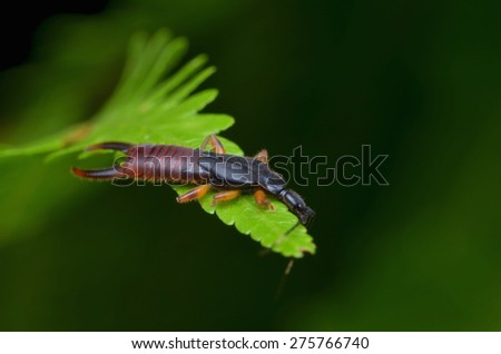 a brown earwig resting on the leaf / Forficulidae