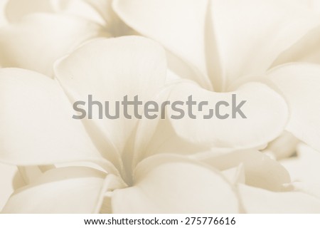 Beautiful Plumeria Frangipani flowers in retro style for soft background.