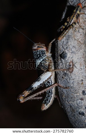 Migratory Locust, Australia. 