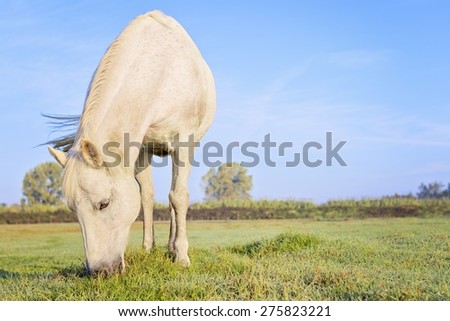 Picture of a horse eating grass in a field.