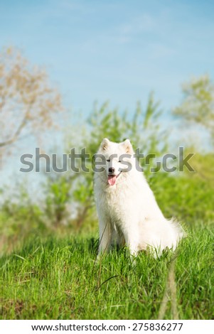 Samoyed dog on of green grass
