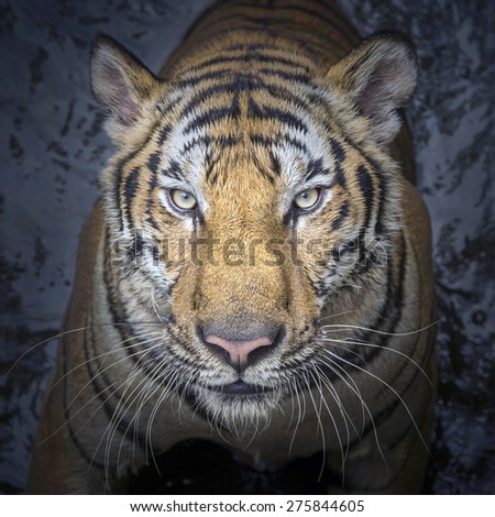 Portrait of Asian tiger.