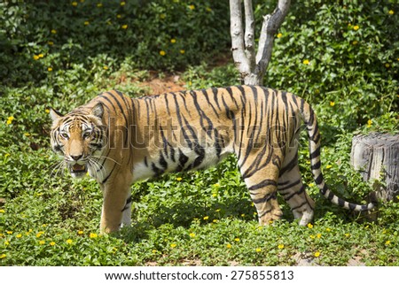 bengal tiger looking at the camera